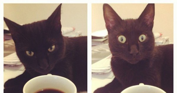 Кофе мемы с котом