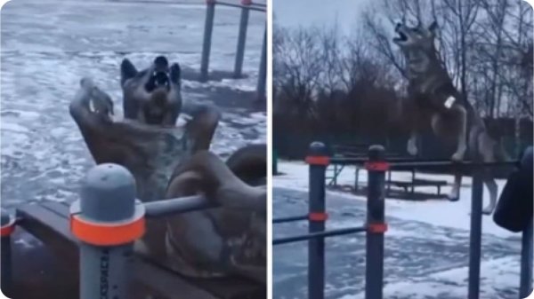 Волки качаются на турнике