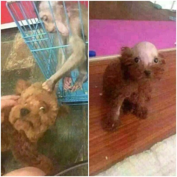 Бритая собака