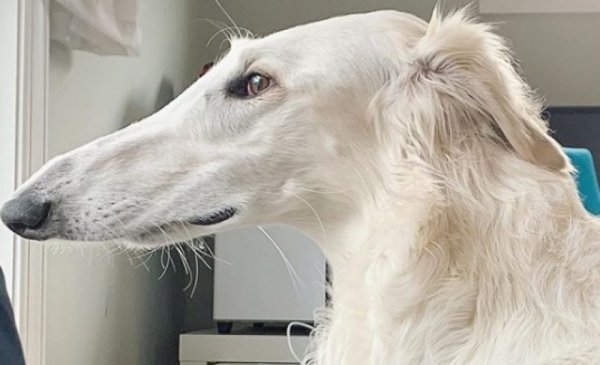 Русская псовая борзая Эрис