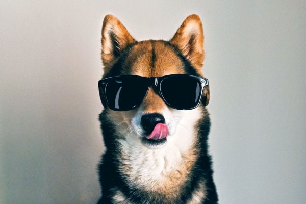 Крутая собака в очках