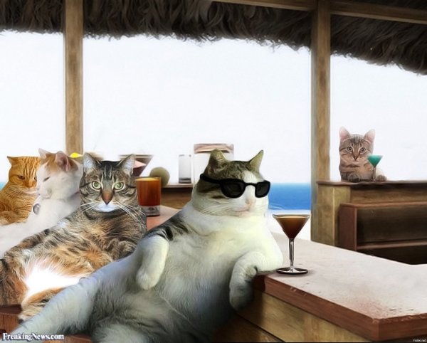 Довольный кот в отпуске