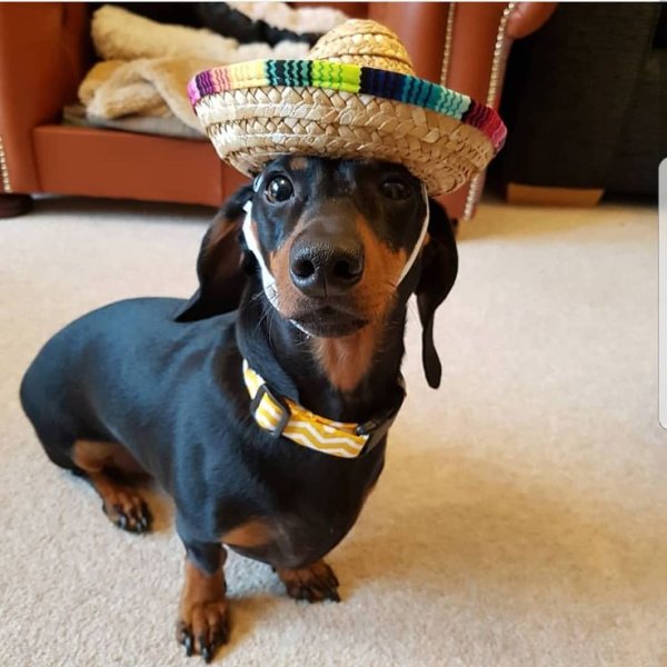 Такса в шляпке