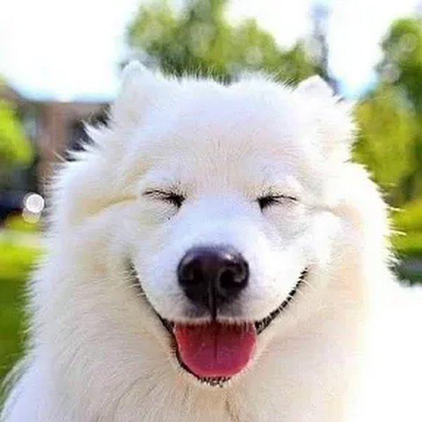 Лайка самоед