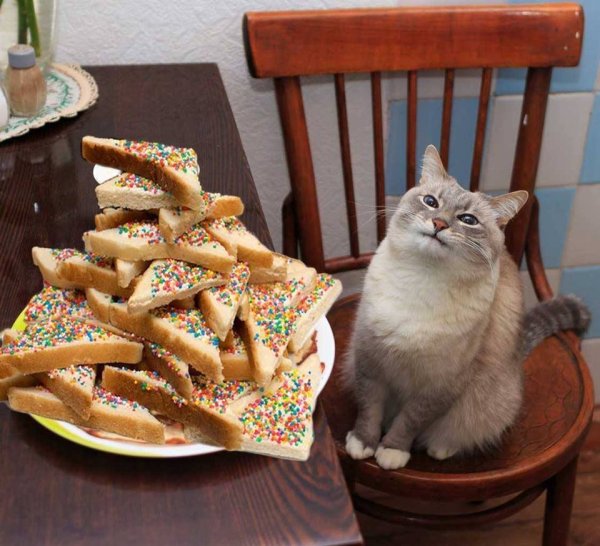 Довольный кот с блинами