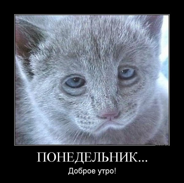 Демотиваторы с добрым утром