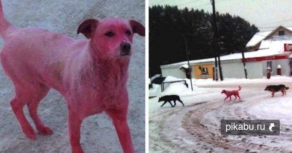 Собаки Покрашенные в розовый цвет