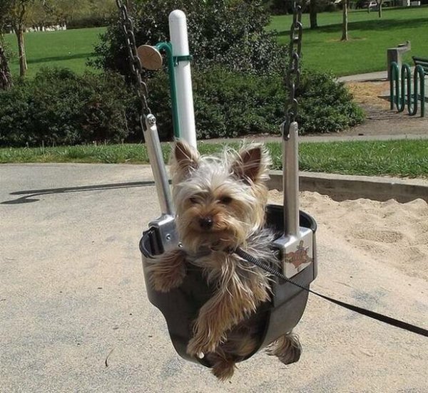 Собака на качелях