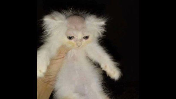 Кот с выбритой головой