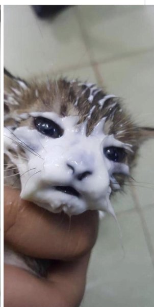 Смешные котята в сметане