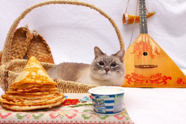 Коты и блины