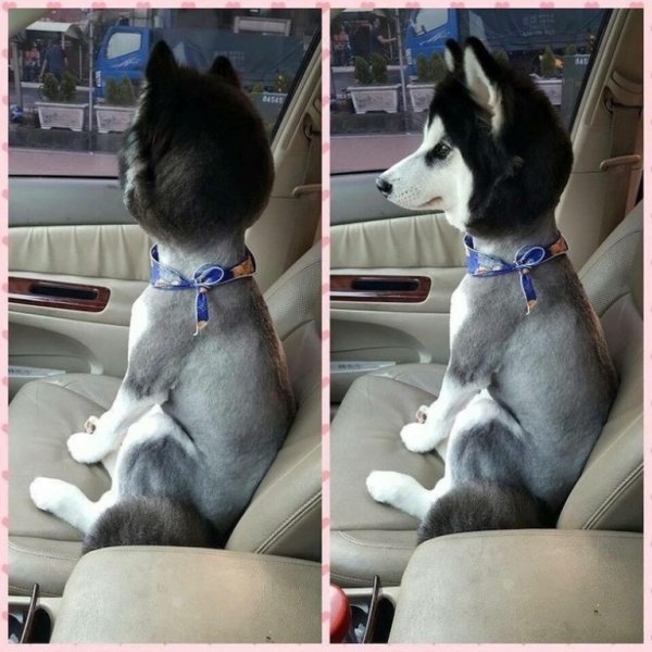 Груминг хаски