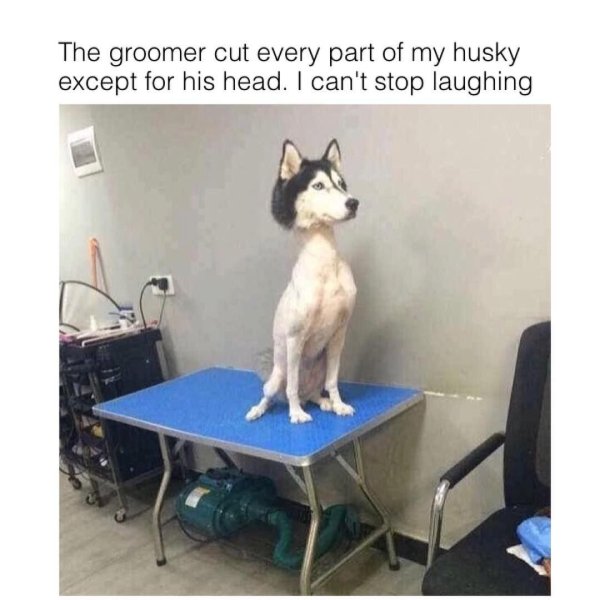 Подстриженный хаски