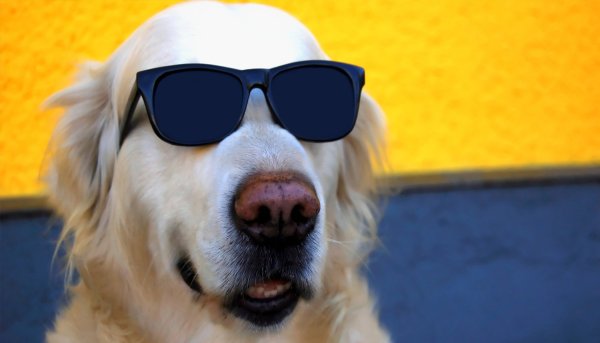 Собака в очках