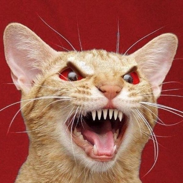 Бешеный котик