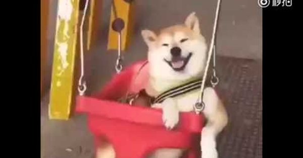 Собака на качельке