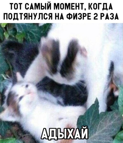 Мем отдыхай с котом