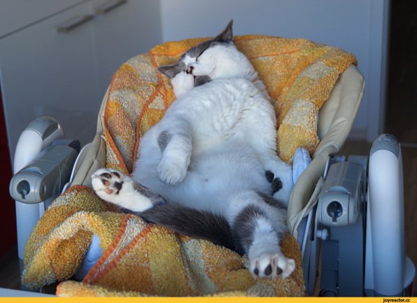 Отдыхающий котик