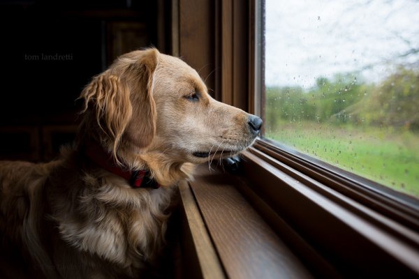 Собака ждет