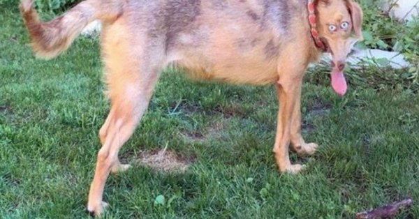 Обрезанная овчарка