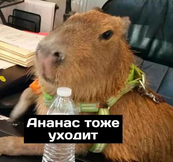 Капибара в России