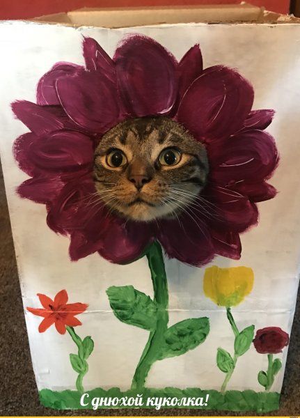 Котики и цветы