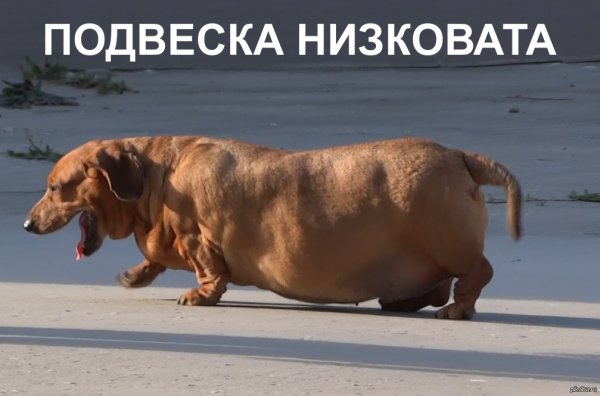 Жирная такса