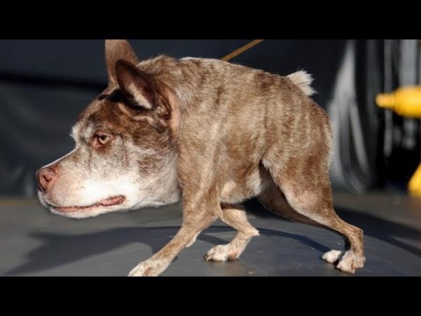 Голландская овчарка Квазимодо