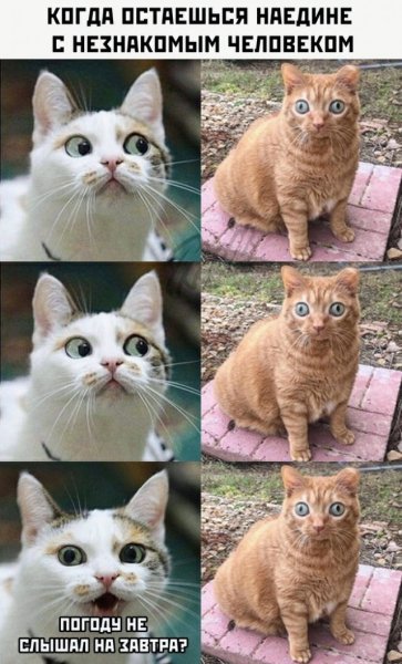 Популярные мемы с котиками