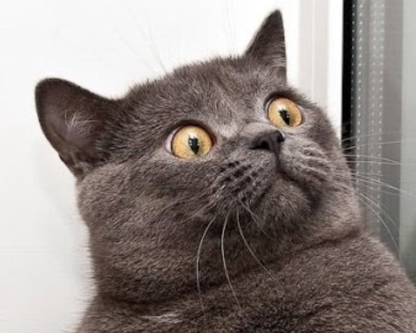 Коты удивление