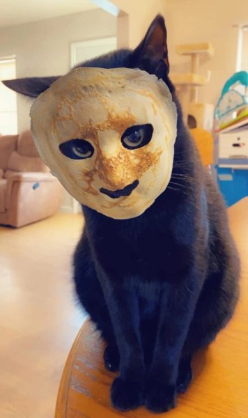 Кот с блинами