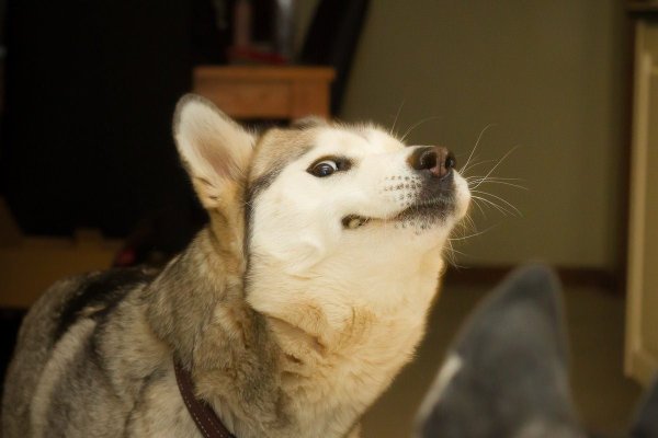 Довольная собака