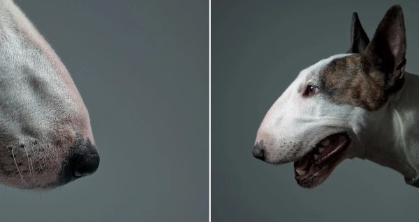 Бультерьер Афганская крыса