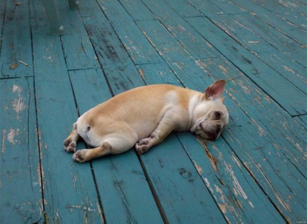 Собака лежит