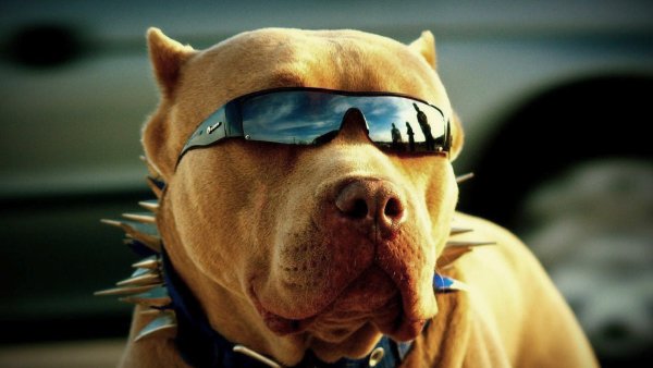 Аватарка собаки