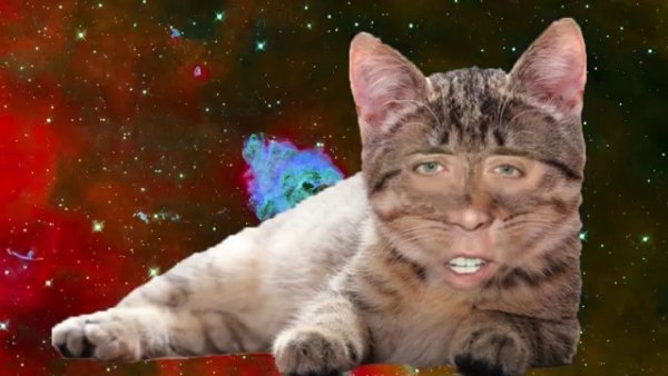 Космические котики