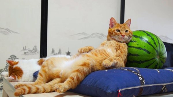 Кот отдыхает