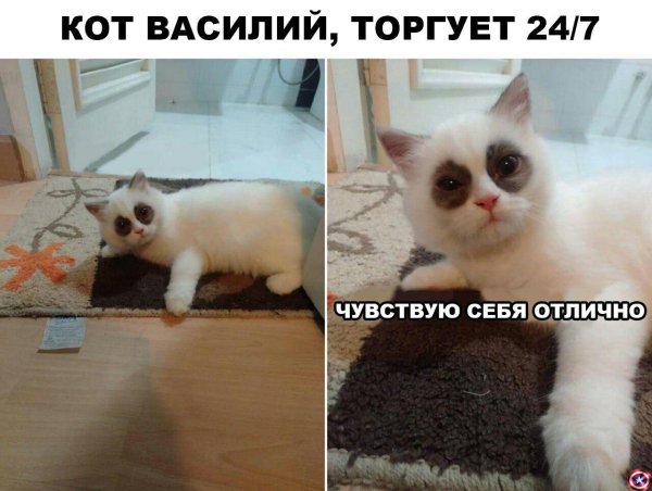 Куда высыпаюсь кот