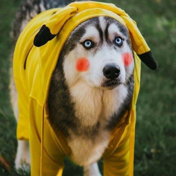 Смешные собаки