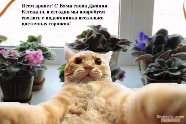 Приколы про цветы