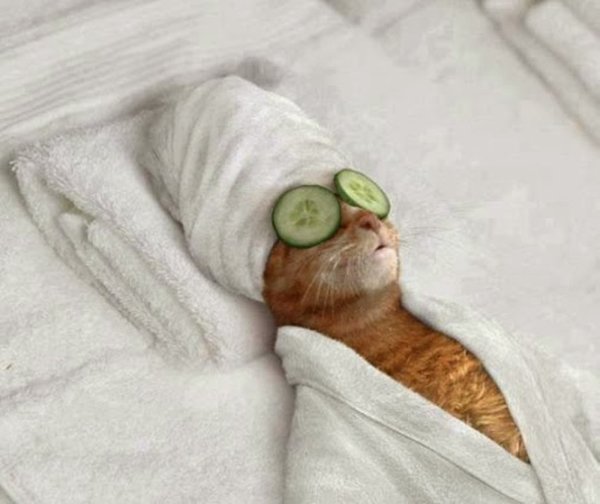 Кот в халате и с огурцами