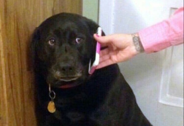 Собака говорит по телефону