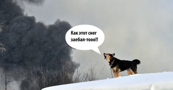 Что это хоть такое то собака