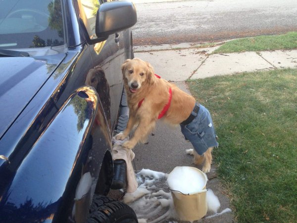 Прикольный пес