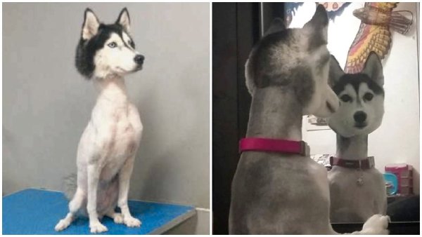 Стрижка хаски