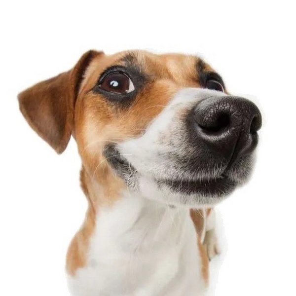 Джек Рассел и кега