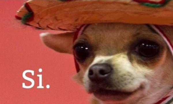 Буэнос Диас педрилас чихуахуа