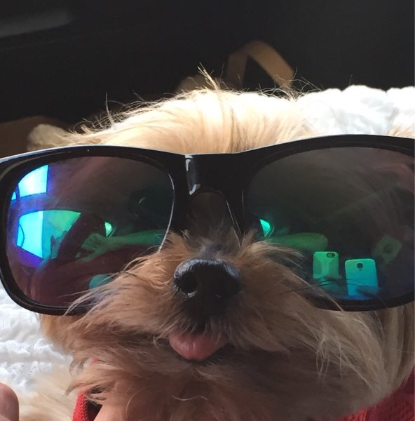 Крутая собака