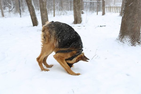 Горбатая овчарка Квазимодо