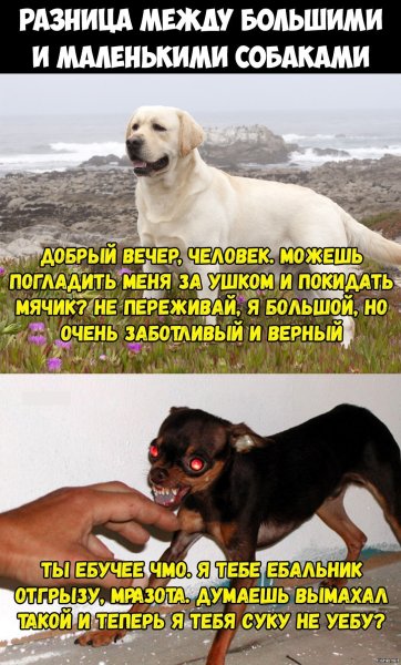 Мемы про больших и маленьких собак